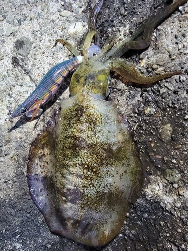 アオリイカの釣果