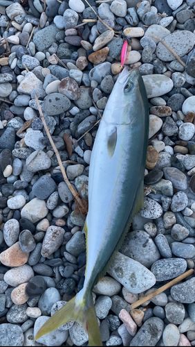 フクラギの釣果