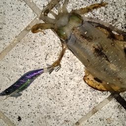アオリイカ