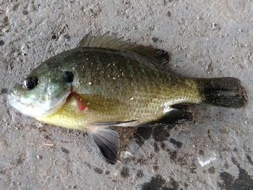 ブルーギルの釣果