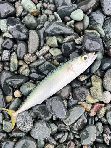 サバの釣果