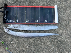 タチウオの釣果