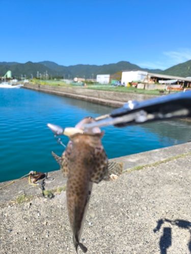 オオモンハタの釣果