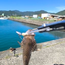 オオモンハタ