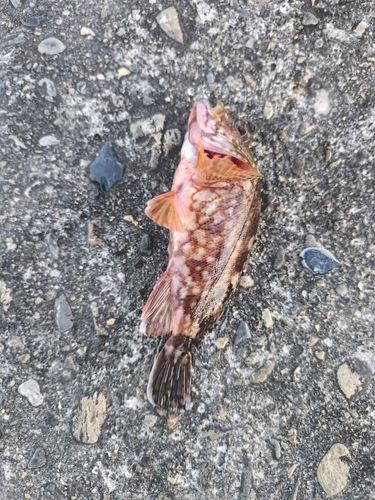 カサゴの釣果