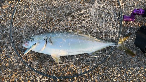 ハマチの釣果