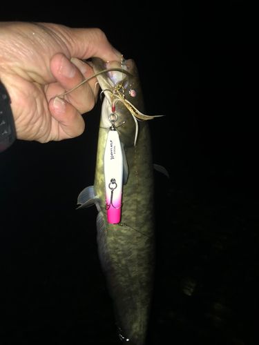 ナマズの釣果