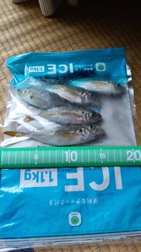 知多湾