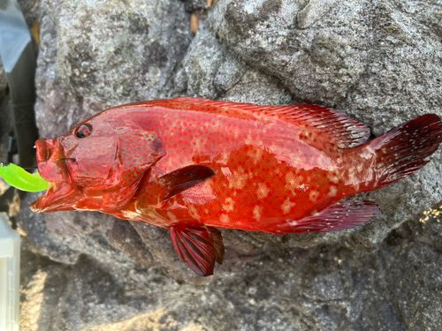 アザハタの釣果