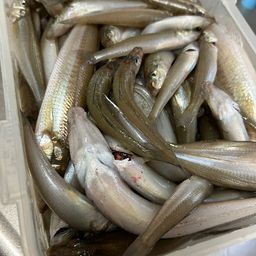 アラビアンパンドラ