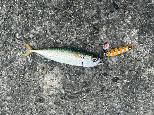 サバの釣果
