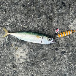 サバ