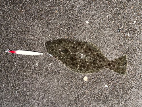 ヒラメの釣果