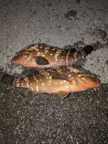 アコウの釣果
