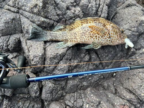 オオモンハタの釣果