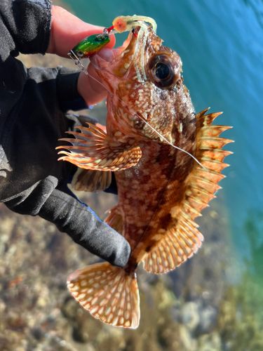 駿河湾