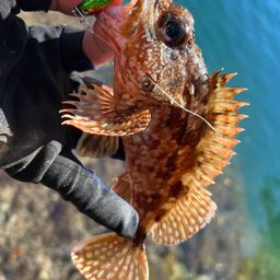 カサゴ
