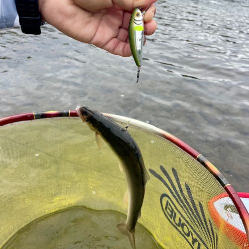 アユの釣果