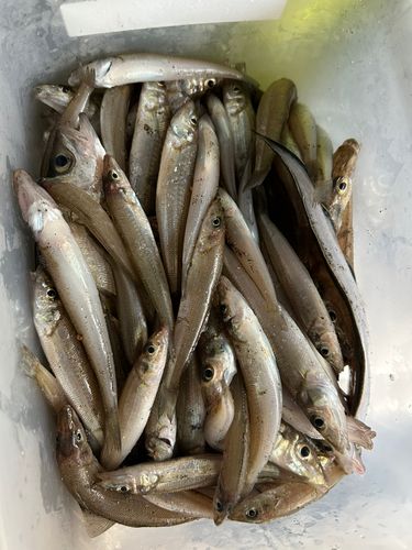シロギスの釣果