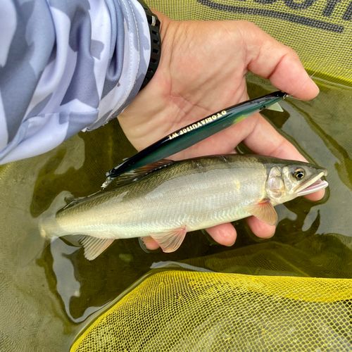 アユの釣果
