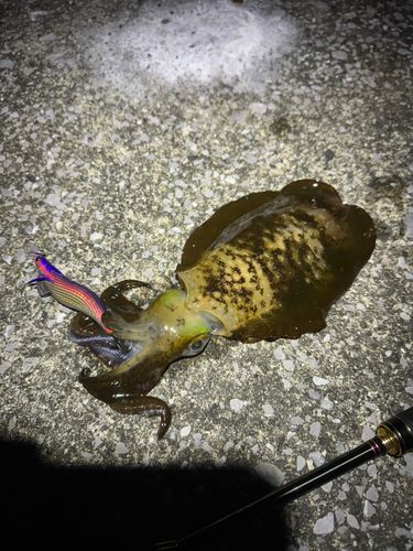 アオリイカの釣果
