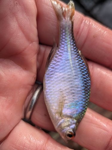 タイリクバラタナゴの釣果