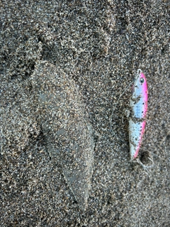 シタビラメの釣果