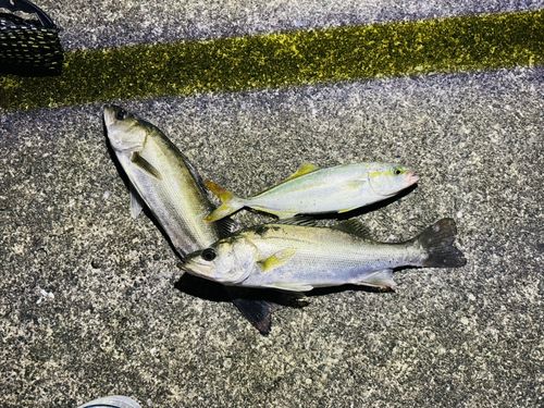 若狭湾