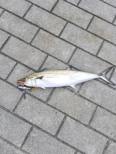 サゴシの釣果