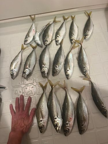 和歌浦湾