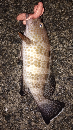 オオモンハタの釣果