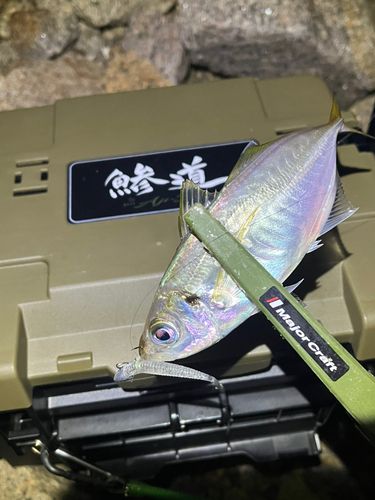 紀伊水道