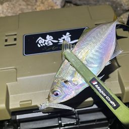 アジ