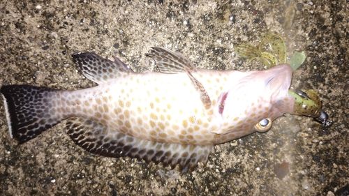 オオモンハタの釣果