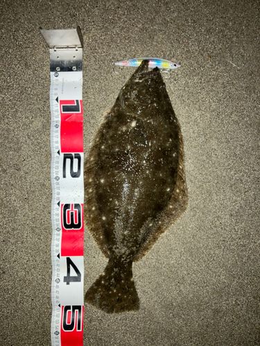 ヒラメの釣果