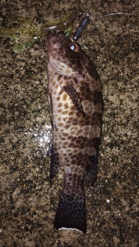 オオモンハタの釣果