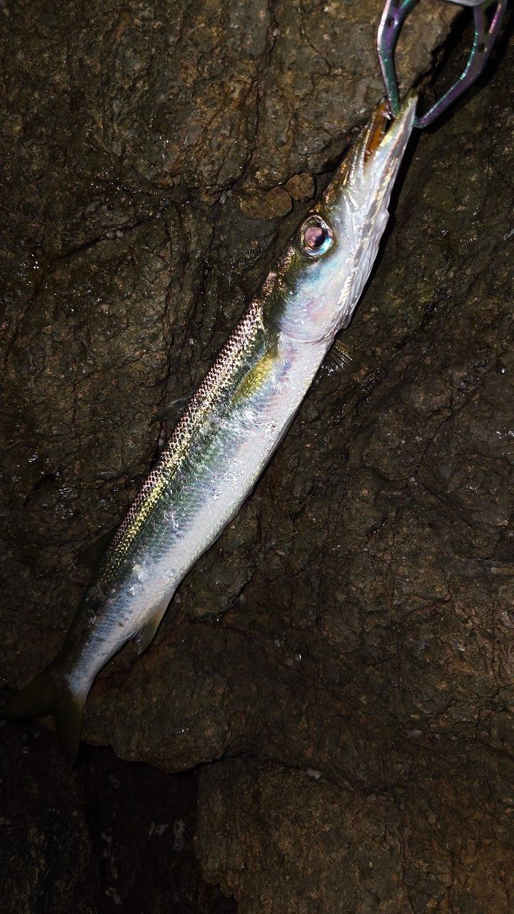 カマス