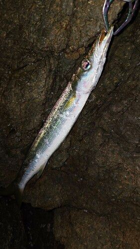 カマスの釣果