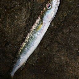カマス