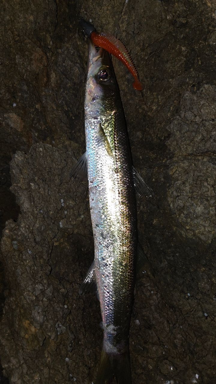カマス