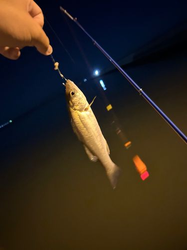 セイゴ（タイリクスズキ）の釣果