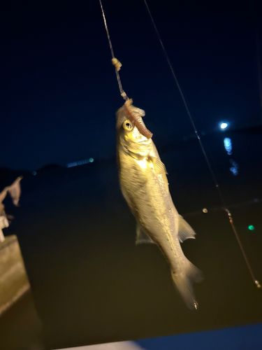 セイゴ（タイリクスズキ）の釣果