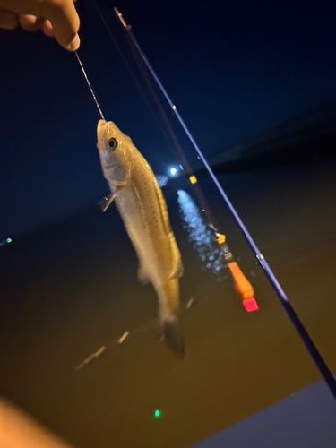 セイゴ（タイリクスズキ）の釣果