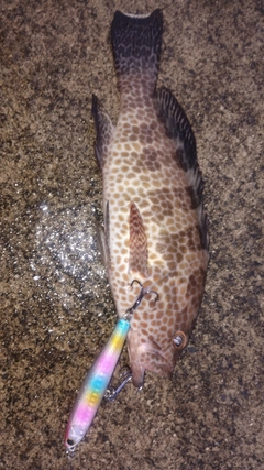 オオモンハタの釣果