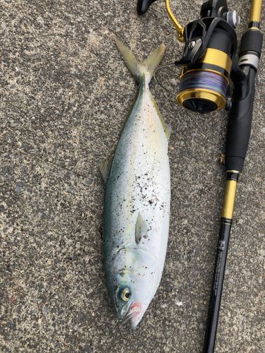 イナダの釣果