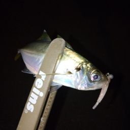 アジ