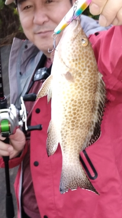 オオモンハタの釣果