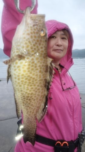 オオモンハタの釣果