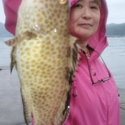 オオモンハタ