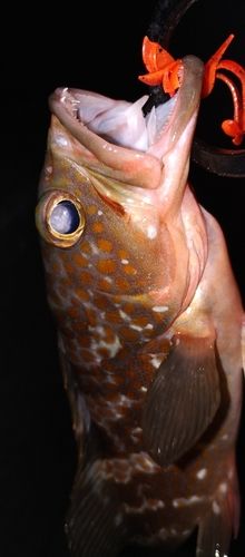 アコウの釣果